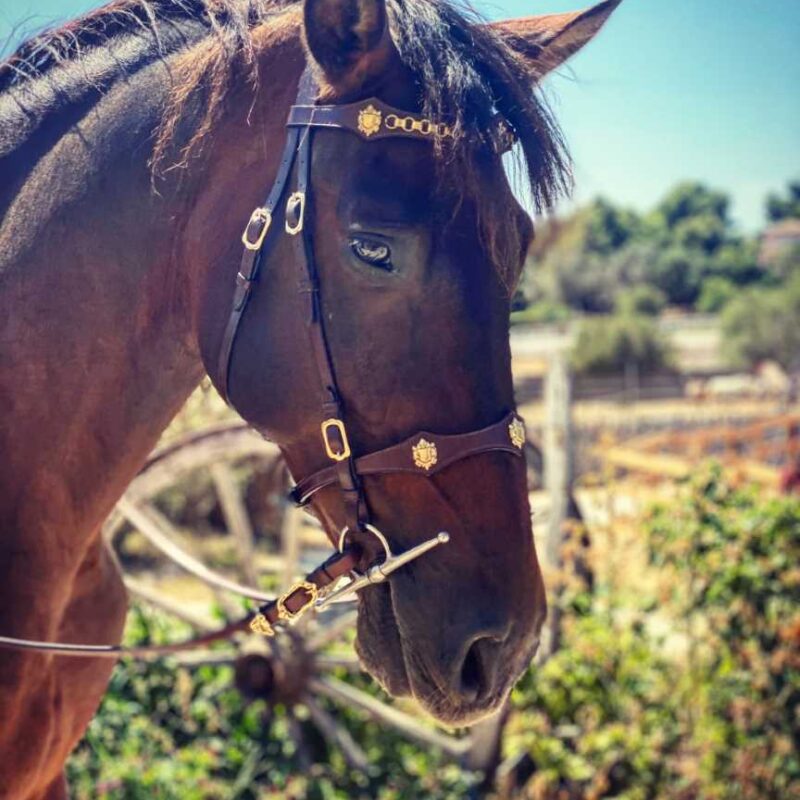 Bridle Córdoba