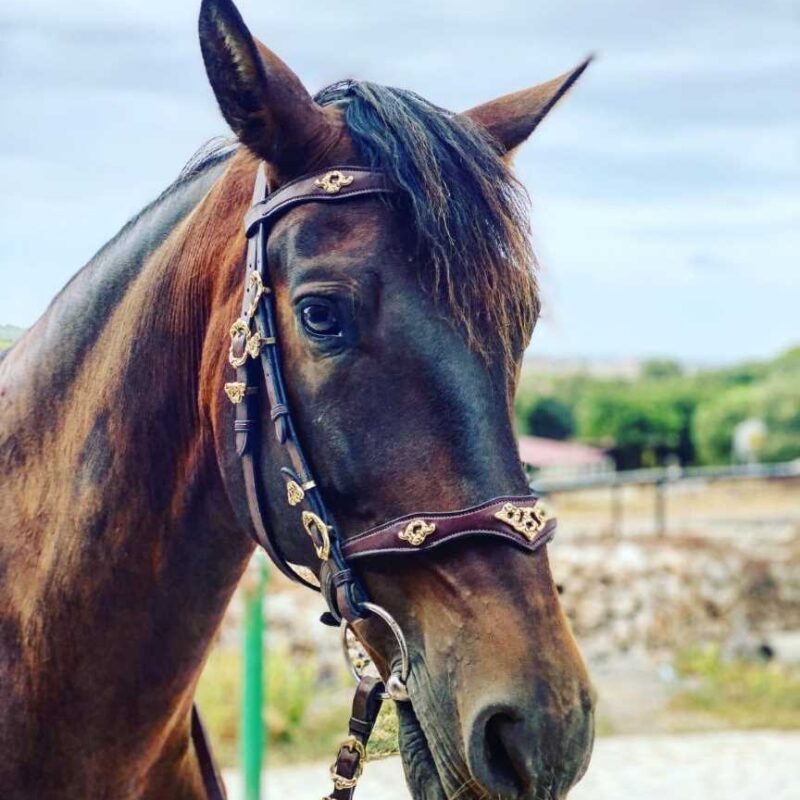 Bridle Seville