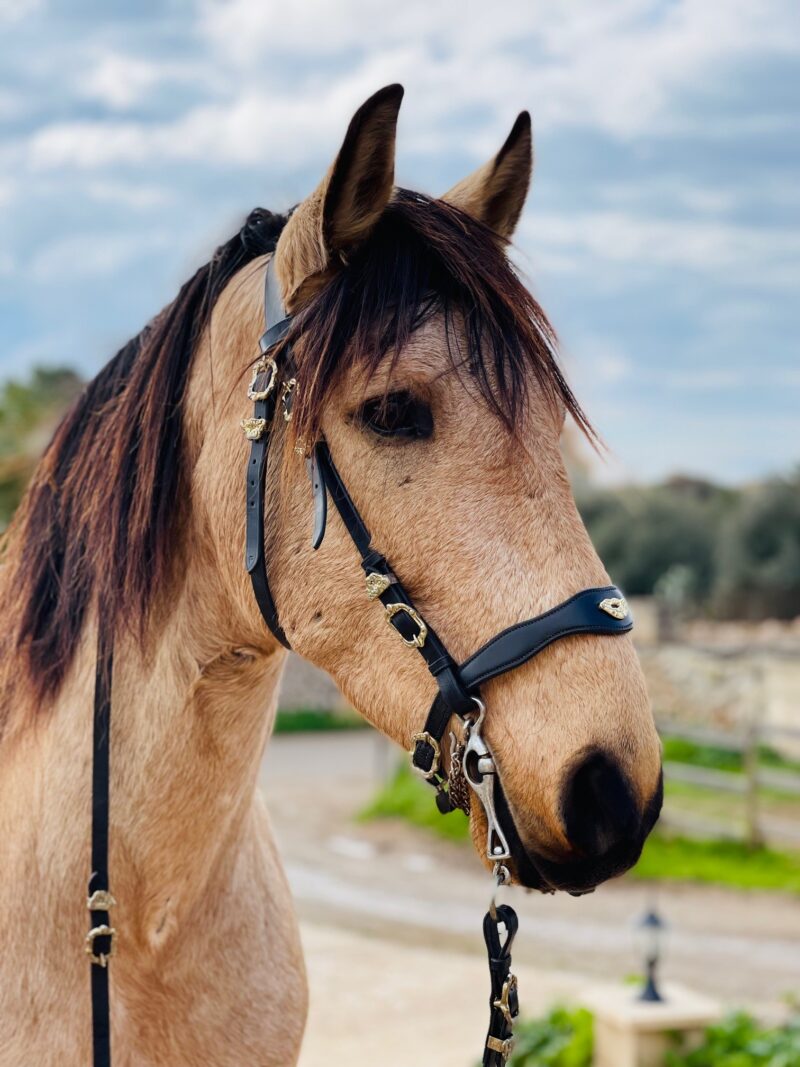 Bridle Sevilla plain