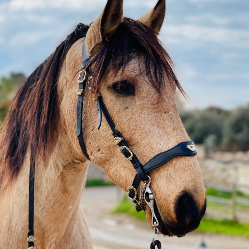 Bridle Sevilla plain