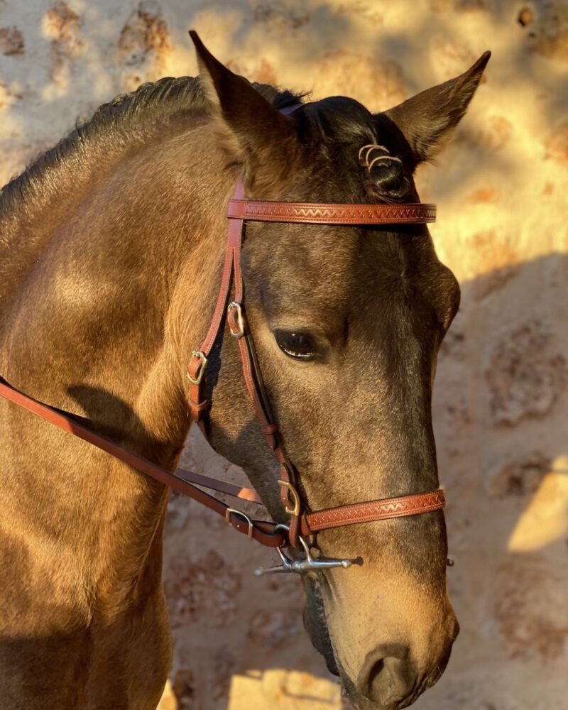 Toledo* bridle