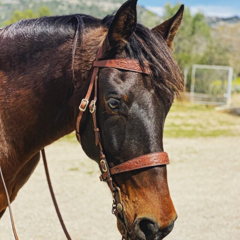 Bridle Vilafranca